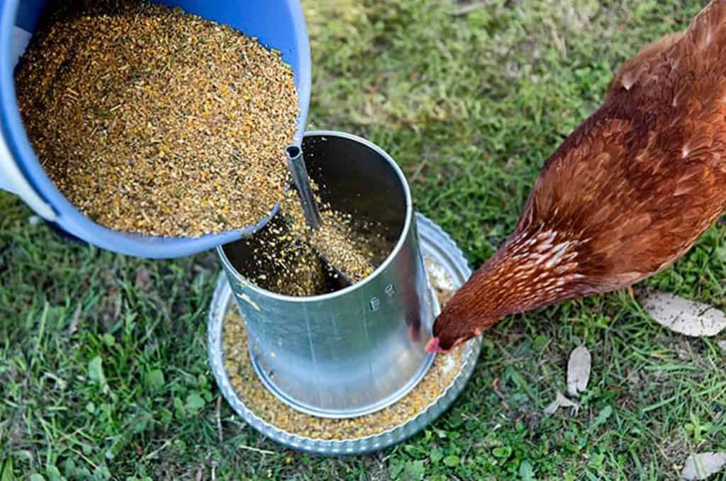 10 Different Types of Chicken Feed