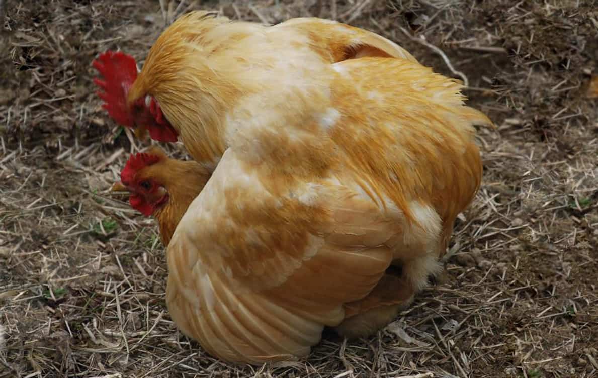 chicken losing feathers on back