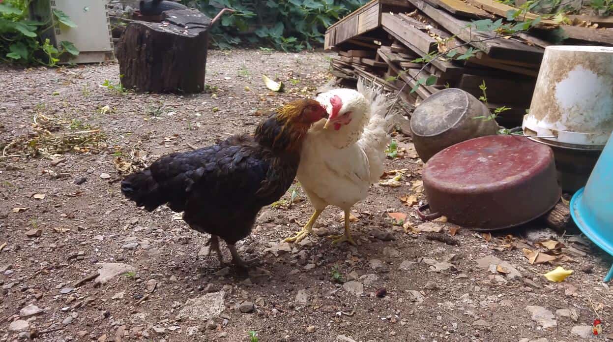 chicken losing feathers