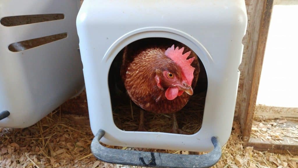 chickens egg bound