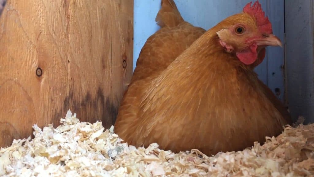chickens eggs fertilization