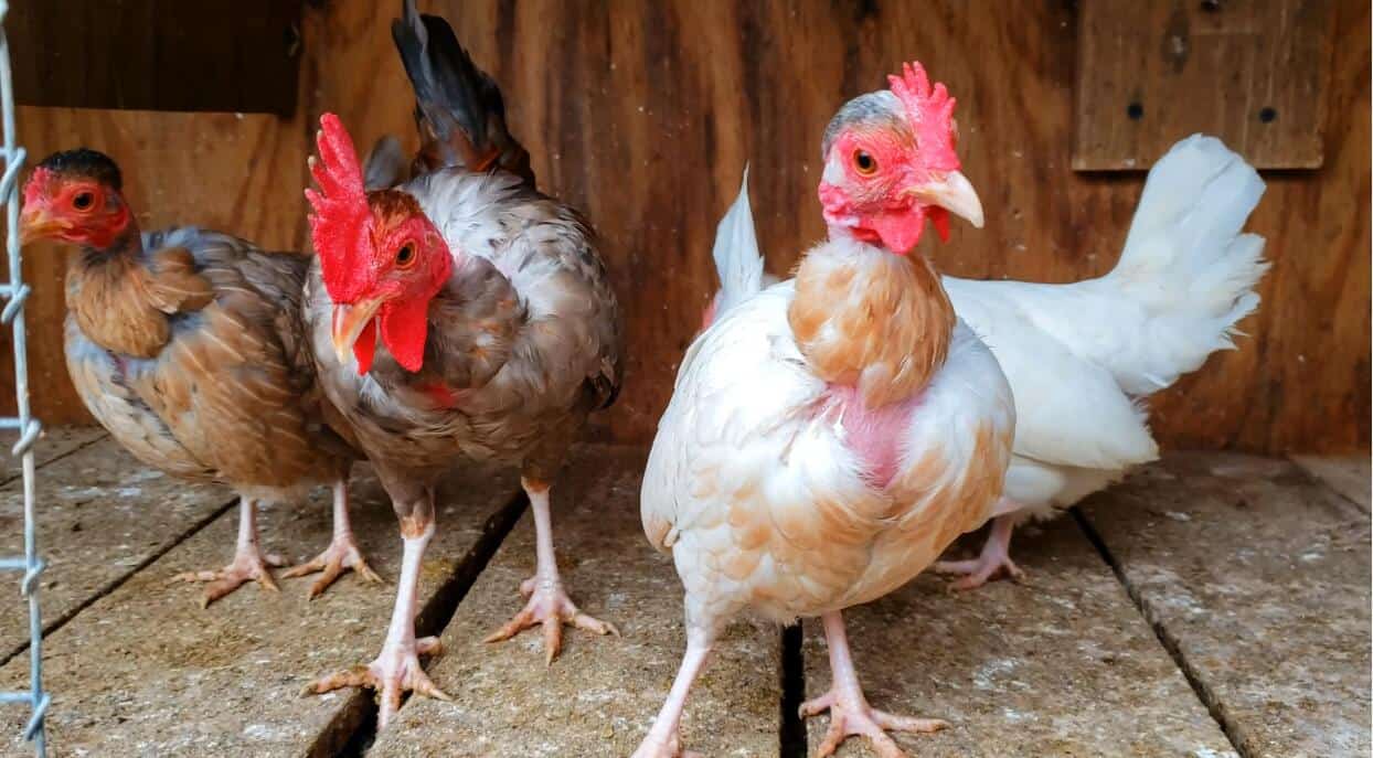 chickens losing feathers on bottom