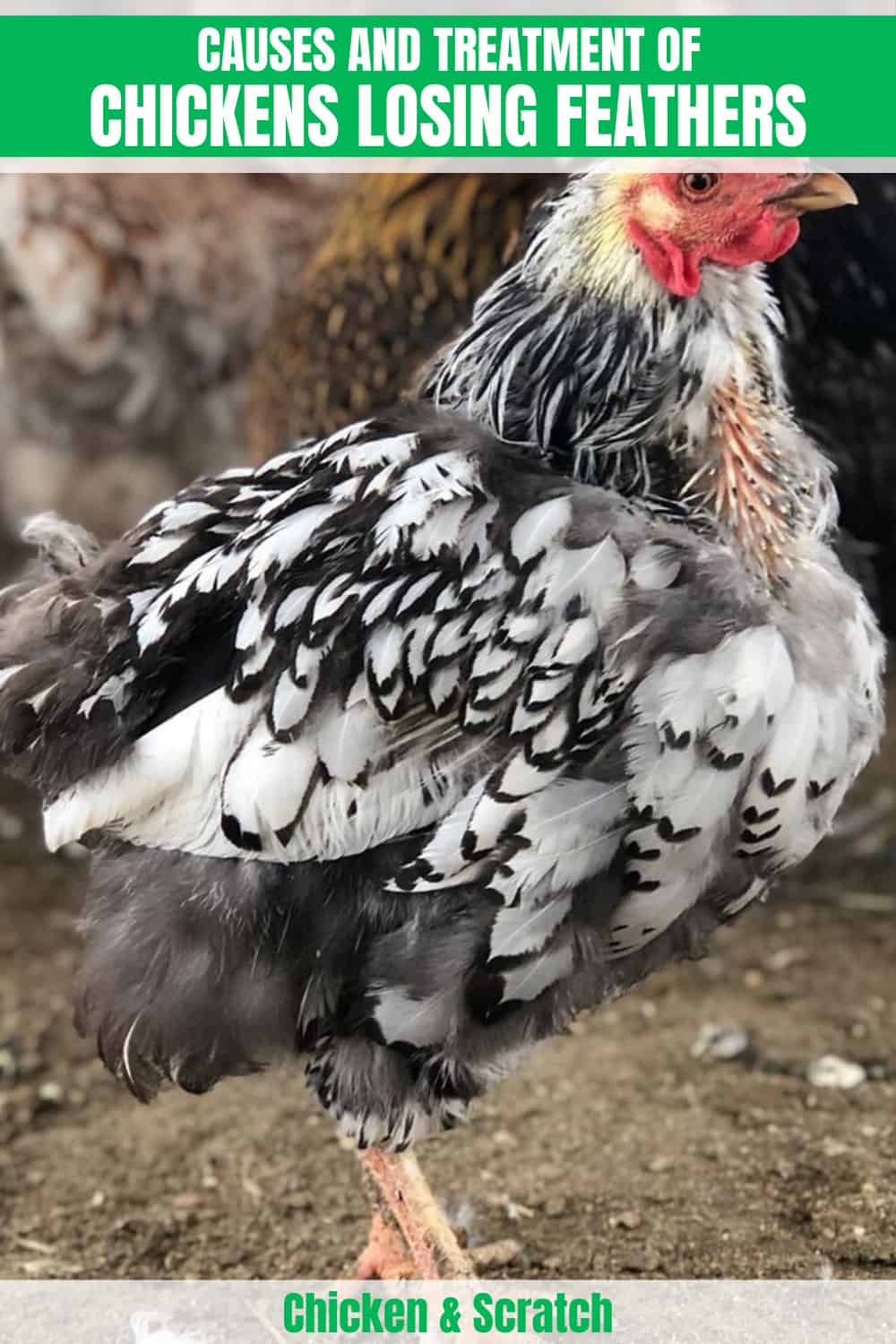 chickens losing feathers
