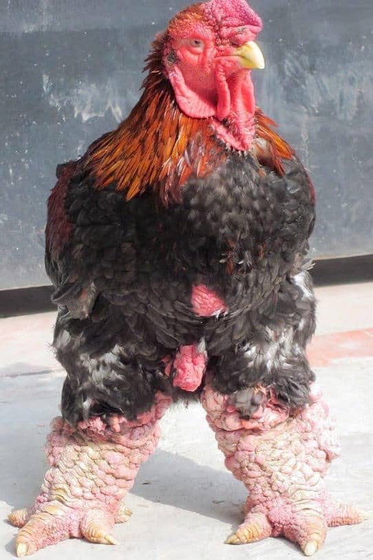 chickens with big feet