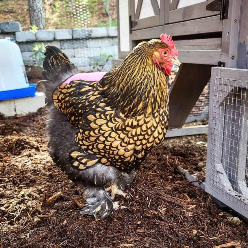 cochin bantam chicken