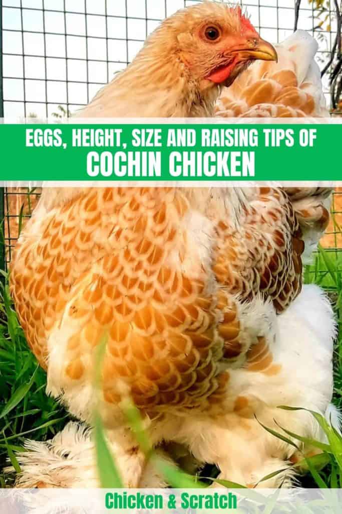 cochin chicken