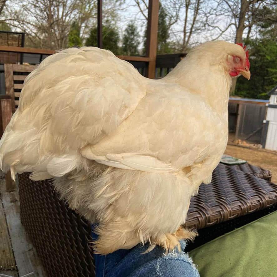 cochin chicken for sale