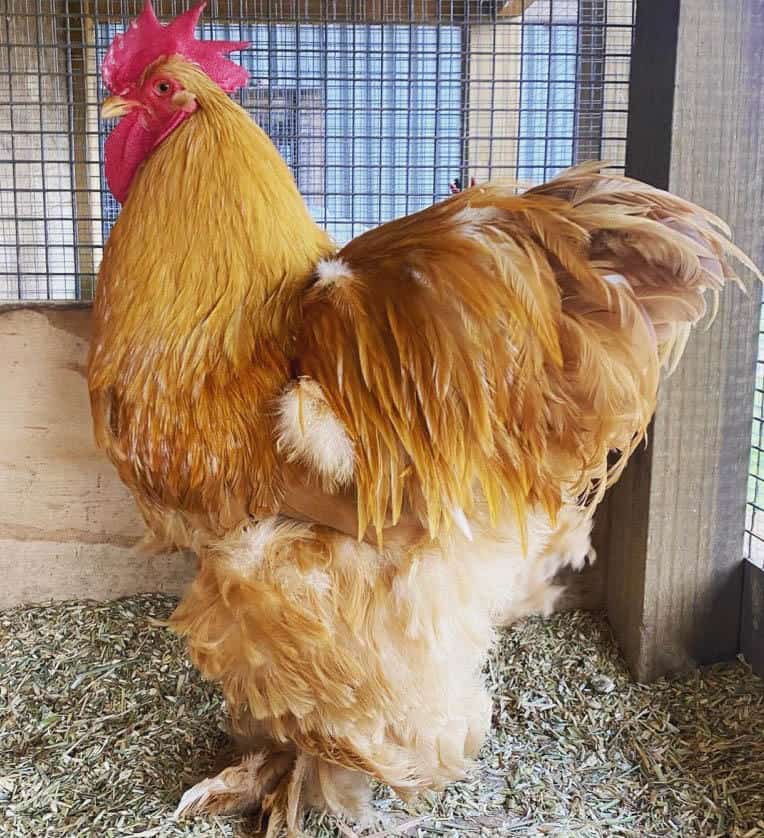 cochin chicken recognized variety