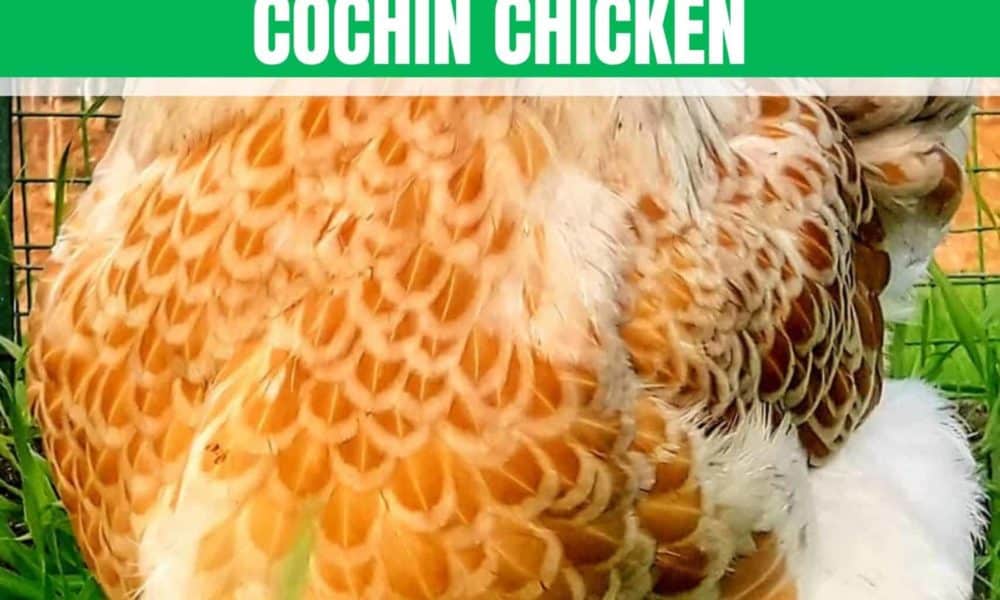 cochin chickens
