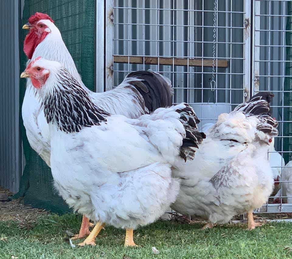 columbian chickens