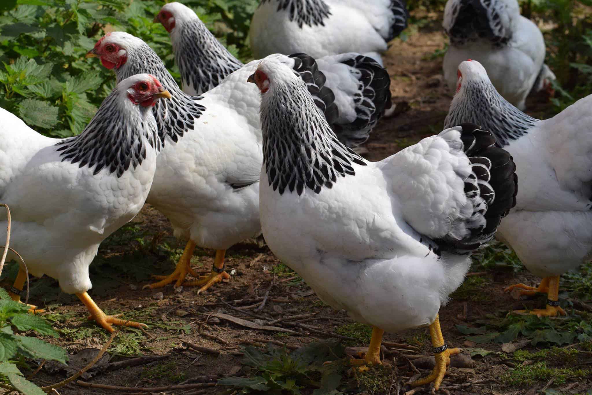 Columbian Wyandotte Hen