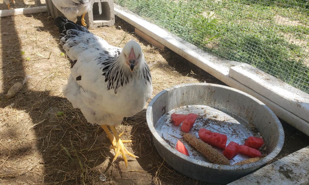 columbian wyandotte chickens