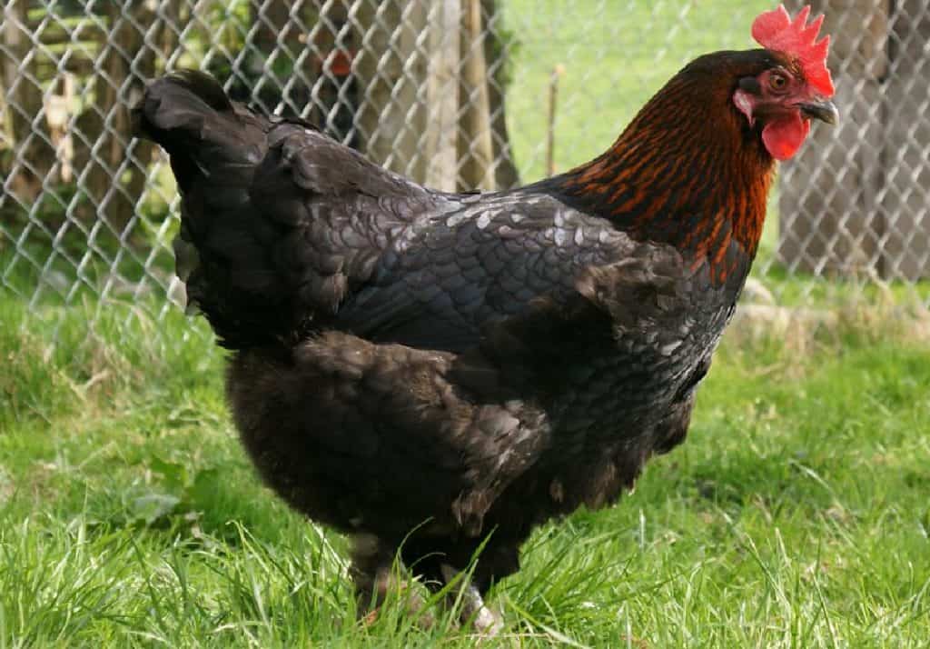 Black Copper Marans History, Appearance, Eggs and Care