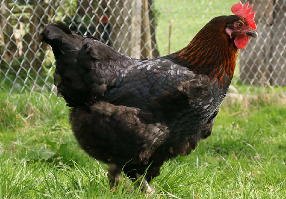 French Black Copper Maran Rooster.