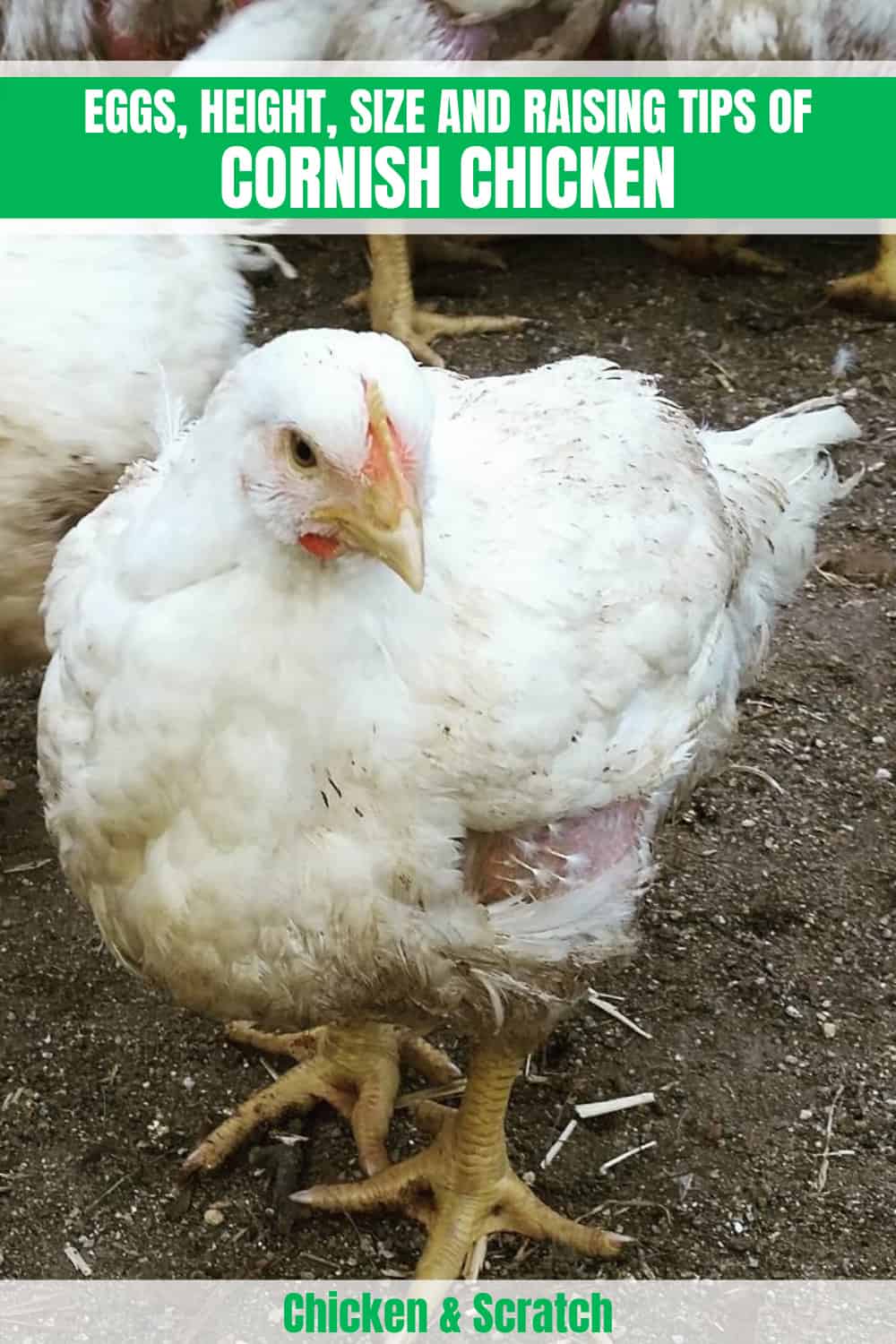 cornish chicken