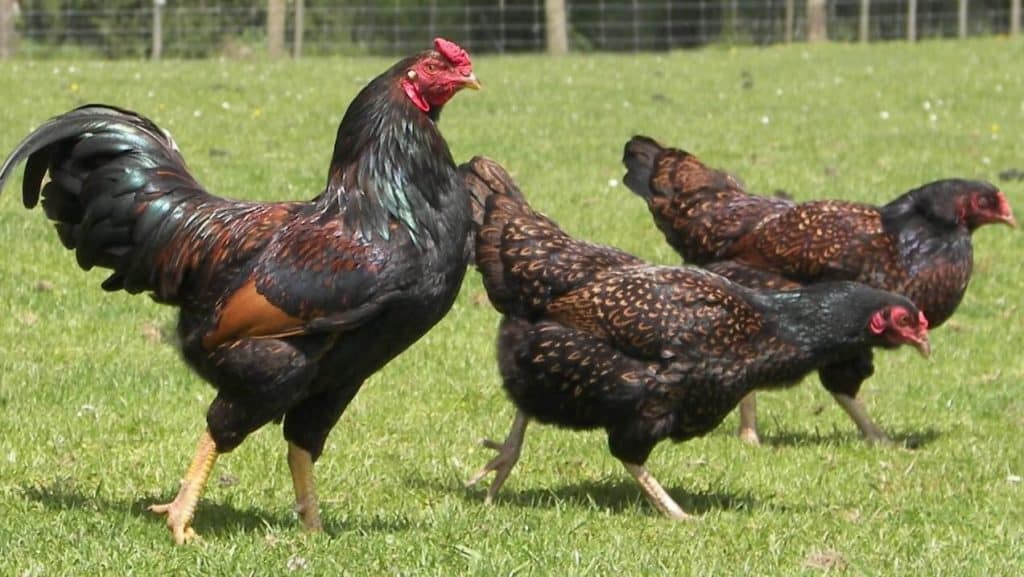 cornish chickens