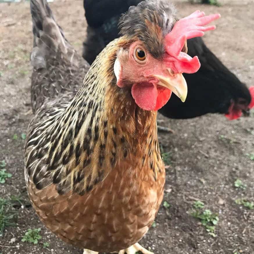 cream legbar rooster