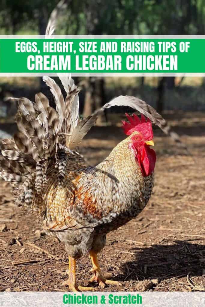 crested cream legbar