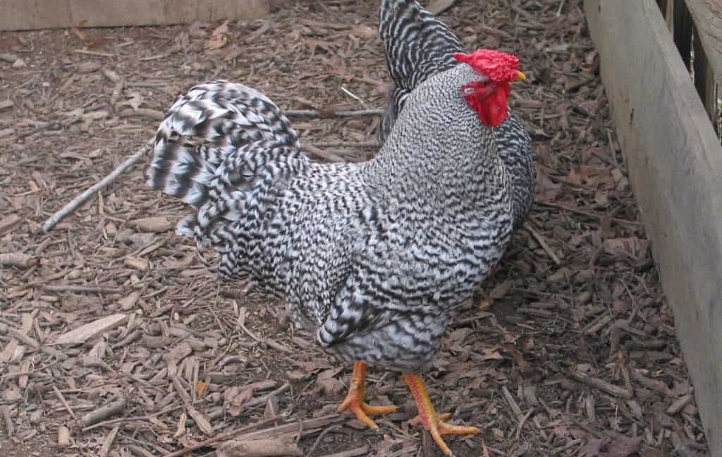 dominique rooster