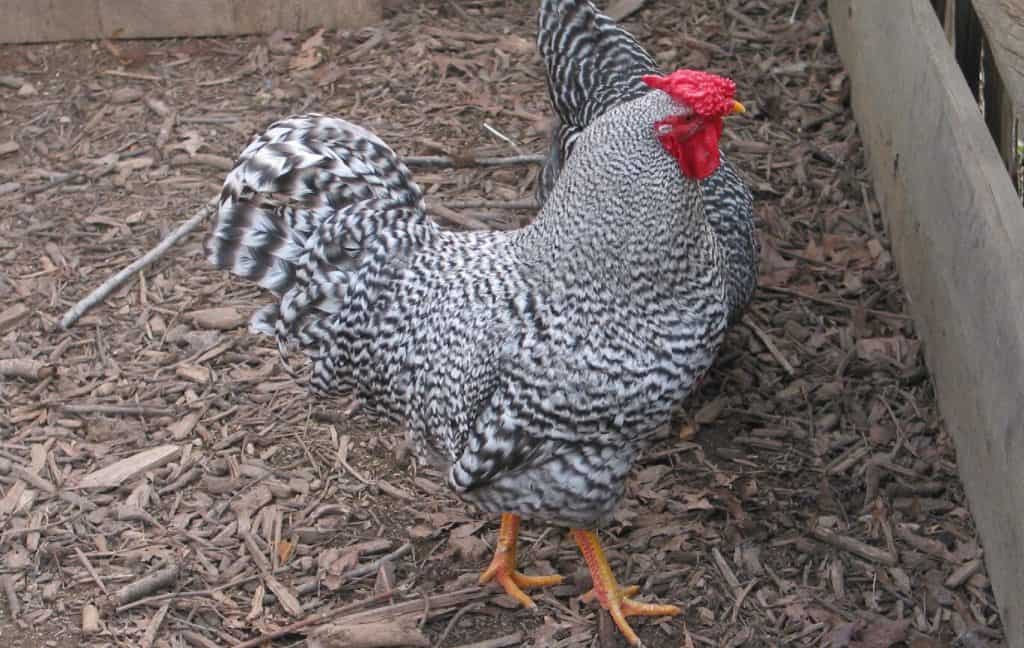 dominique-chicken-eggs-height-size-and-raising-tips