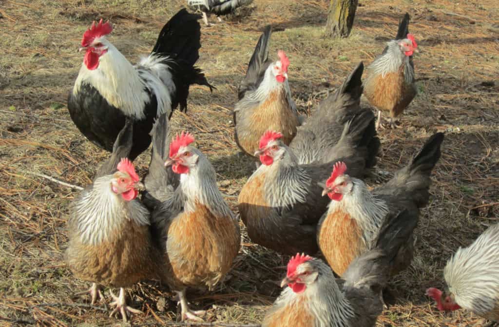 Dorking Chicken: Eggs, Height, Size and Raising Tips