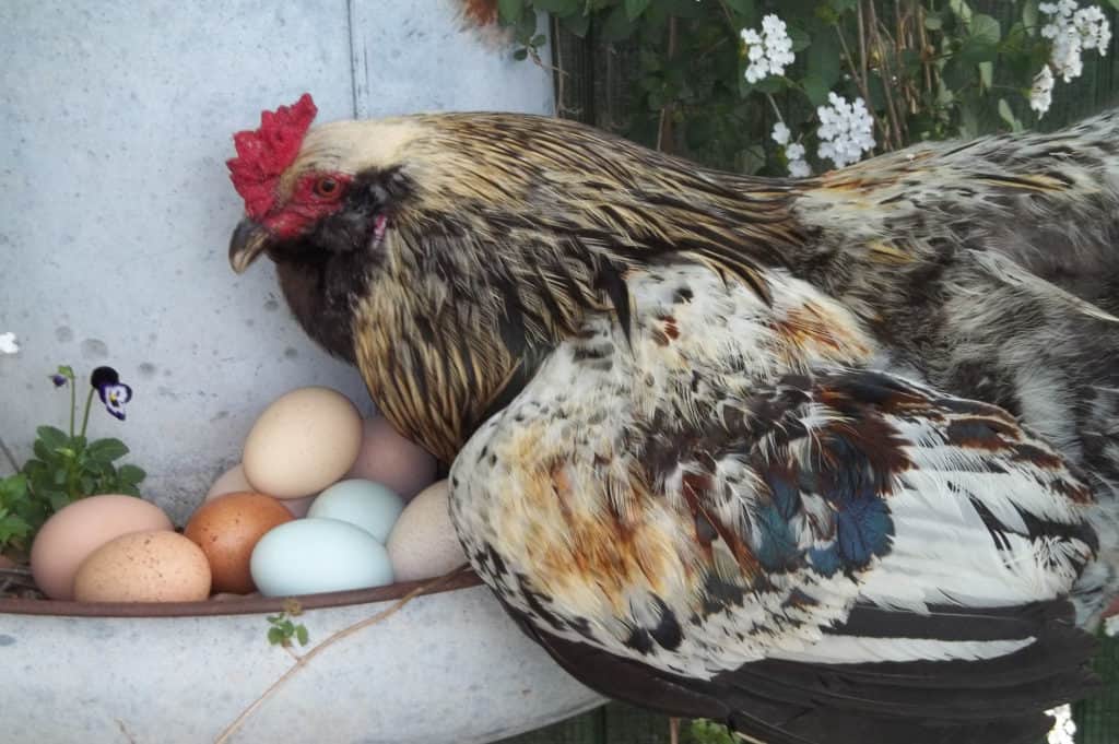 Easter Egger Chicken Eggs, Height, Size and Raising Tips