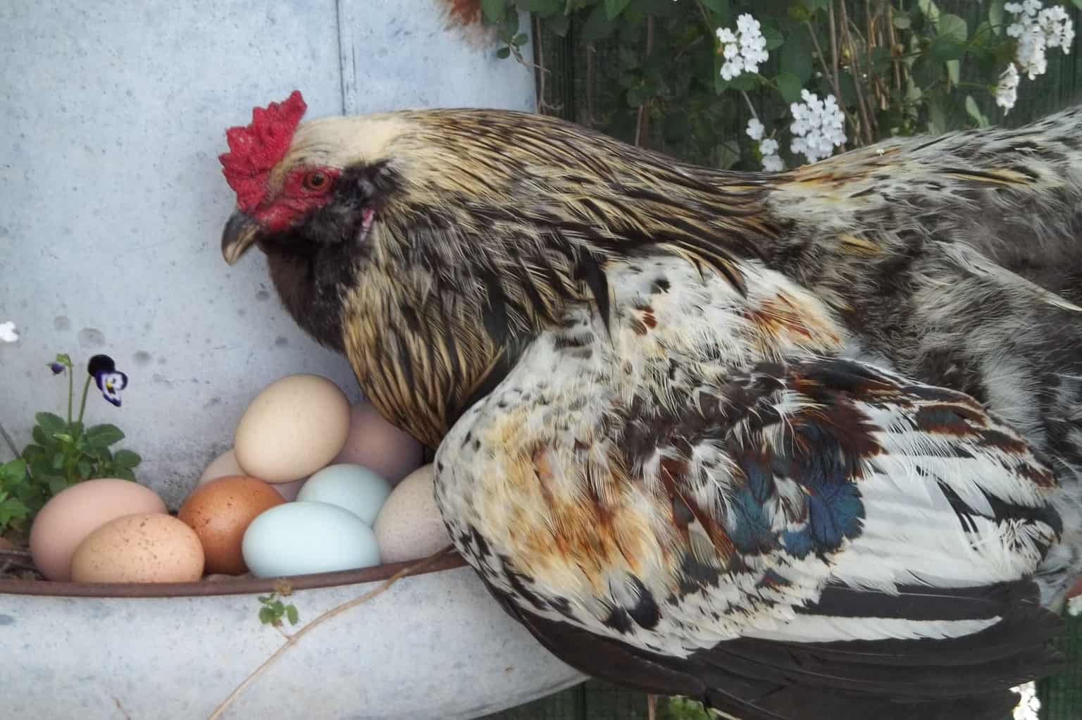 Easter Egger Chicken Eggs Height Size And Raising Tips 6698