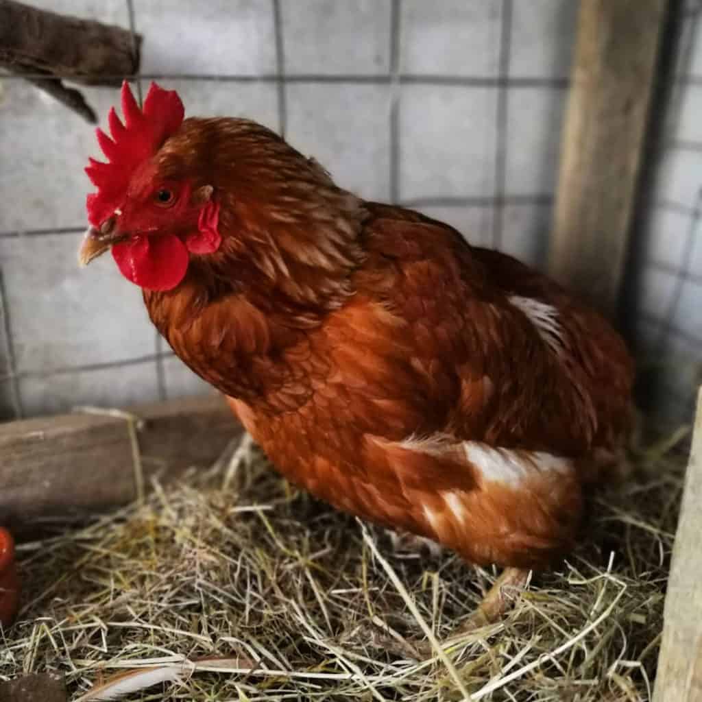 egg bound chicken