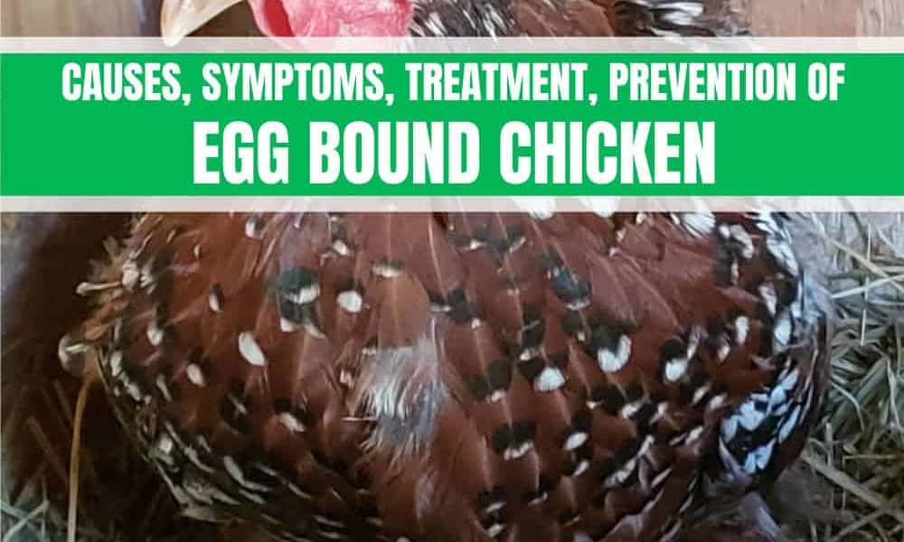 Egg Bound Chicken: Causes, Symptoms, Treatment, Prevention
