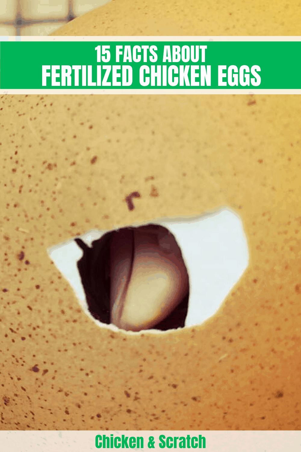 fertilized chicken egg