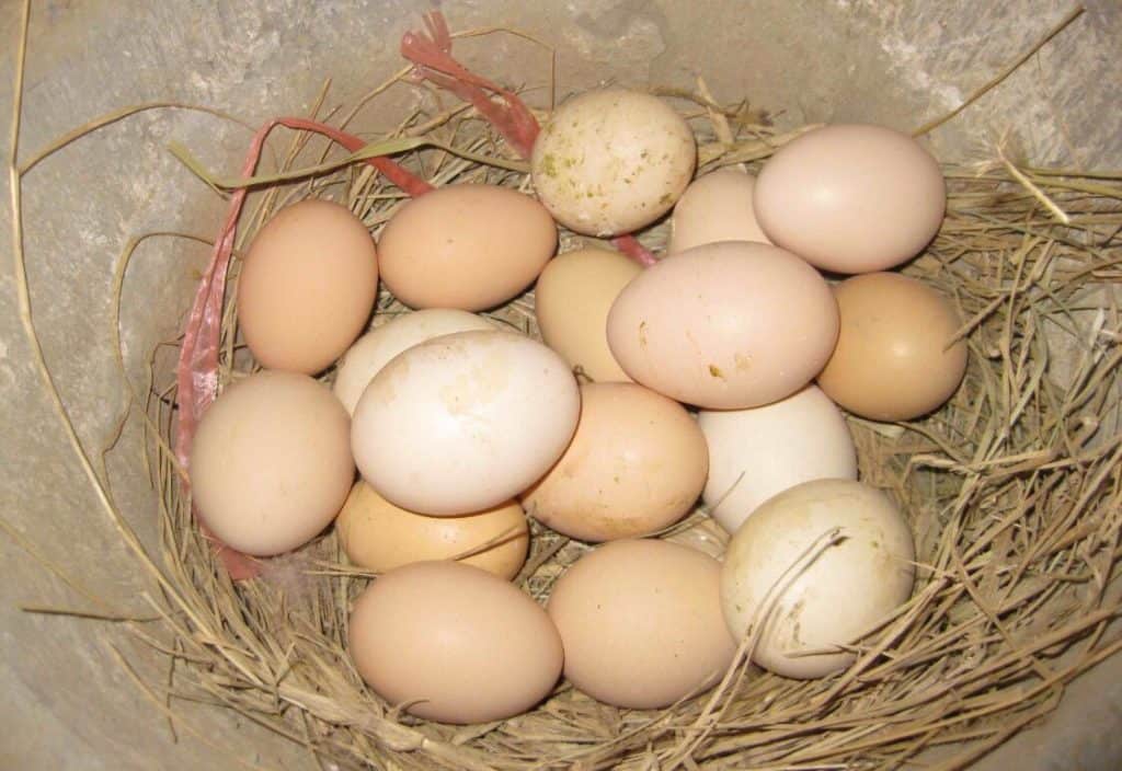 fertilized chicken eggs