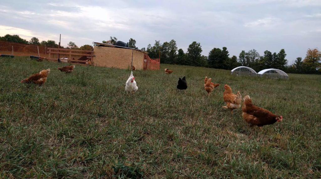 free range chickens