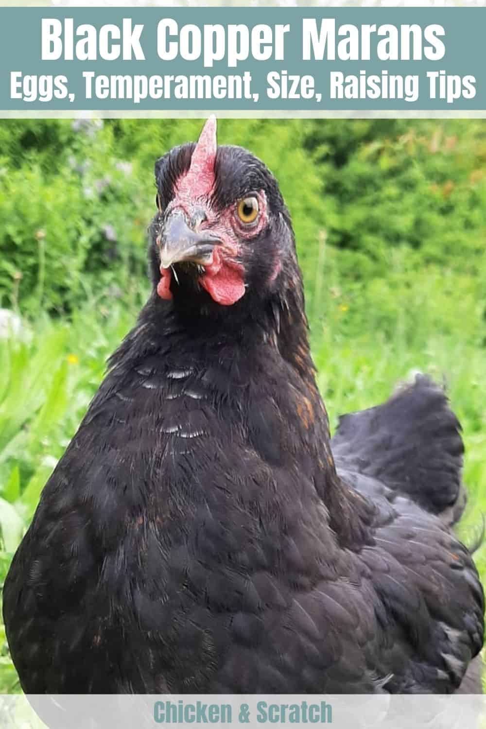 french black copper marans for sale