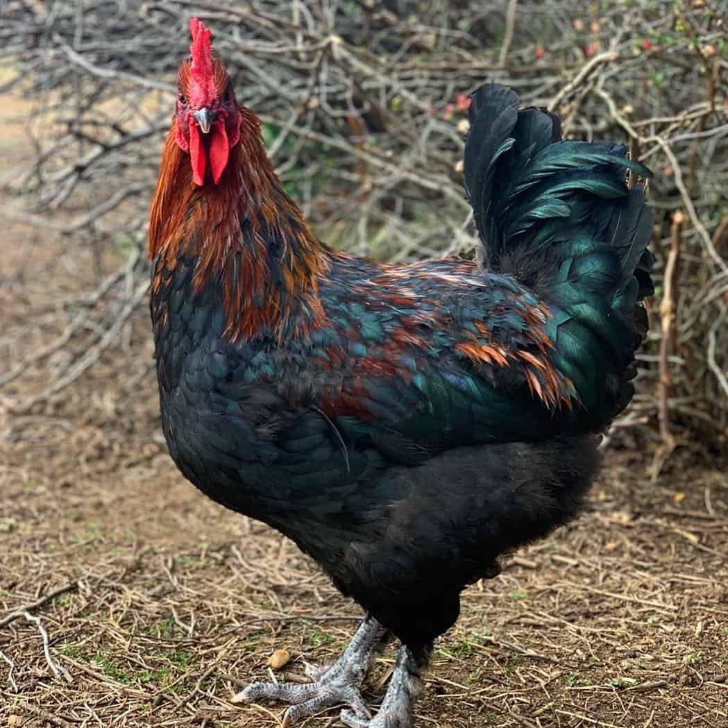 french black copper marans