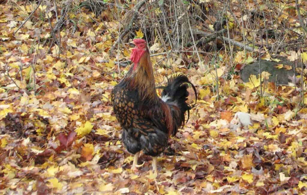 gold lace chickens