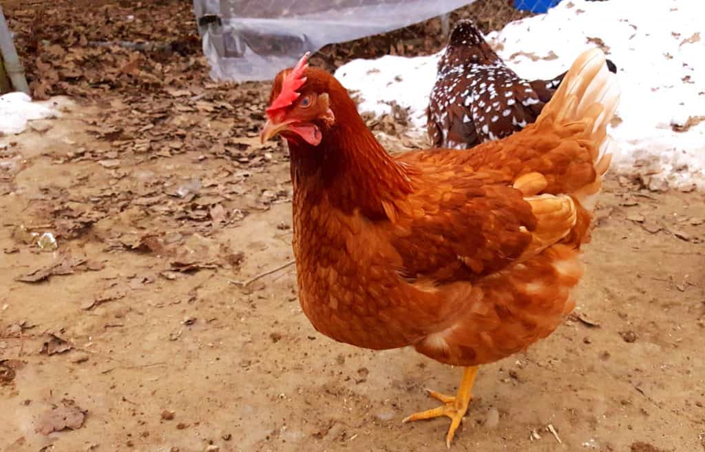 comet chickens