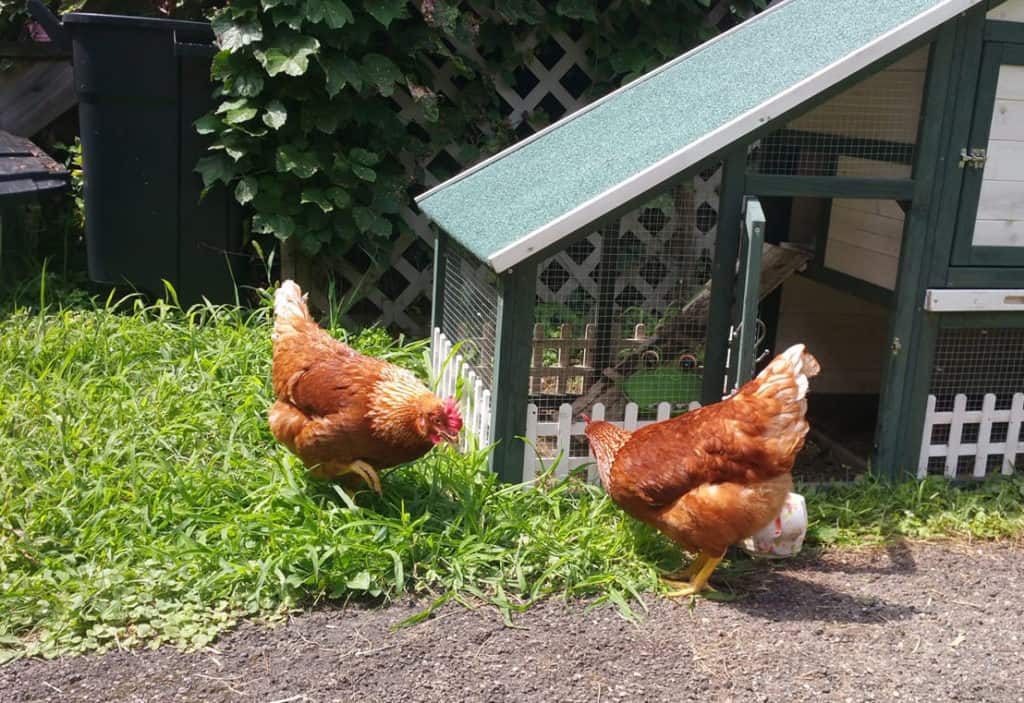 golden sexlink chickens