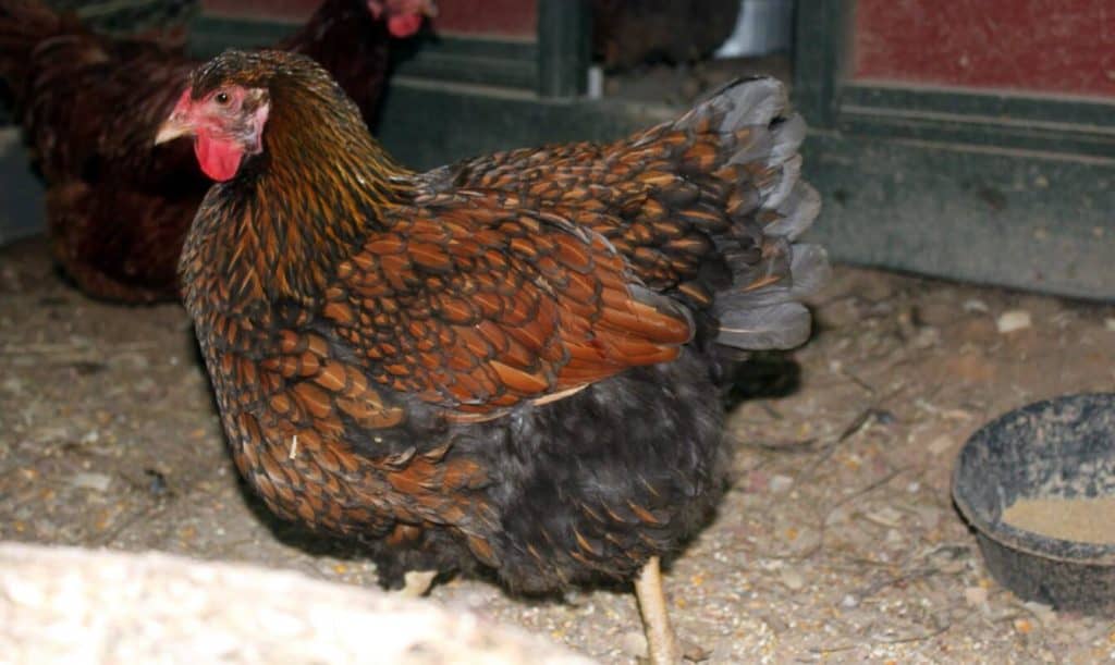 golden laced wyandotte