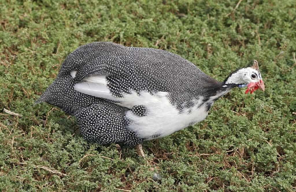 gà guinea