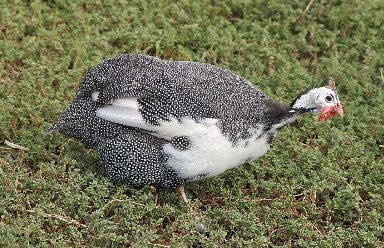 How to Raise Guinea Fowl: A Complete Guide