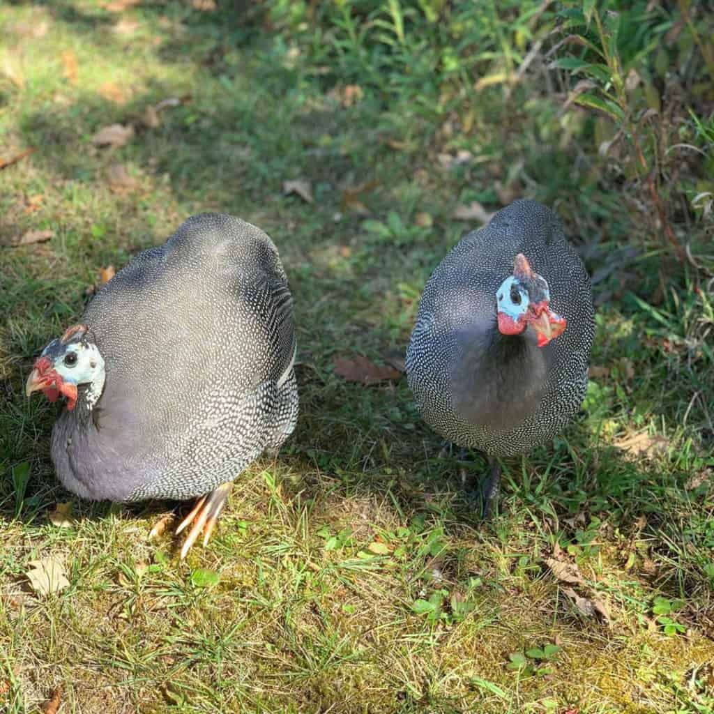 guinea hens