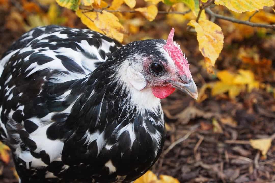 hamburg chicken