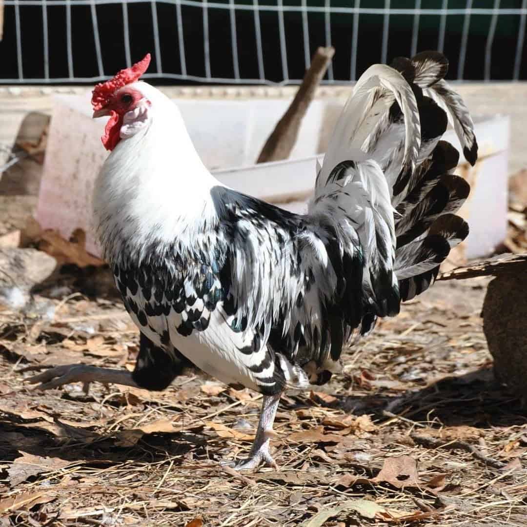 hamburg chickens