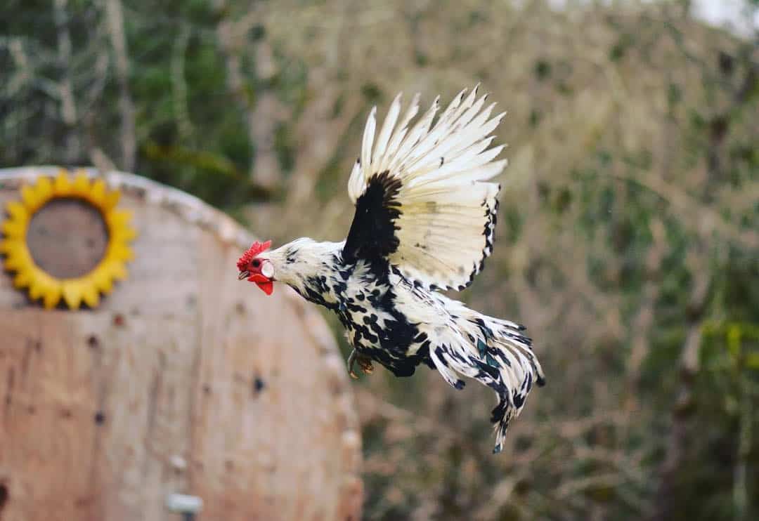 hamburg rooster