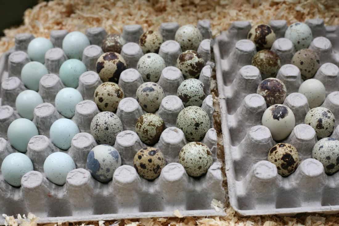 hatching-quail-eggs