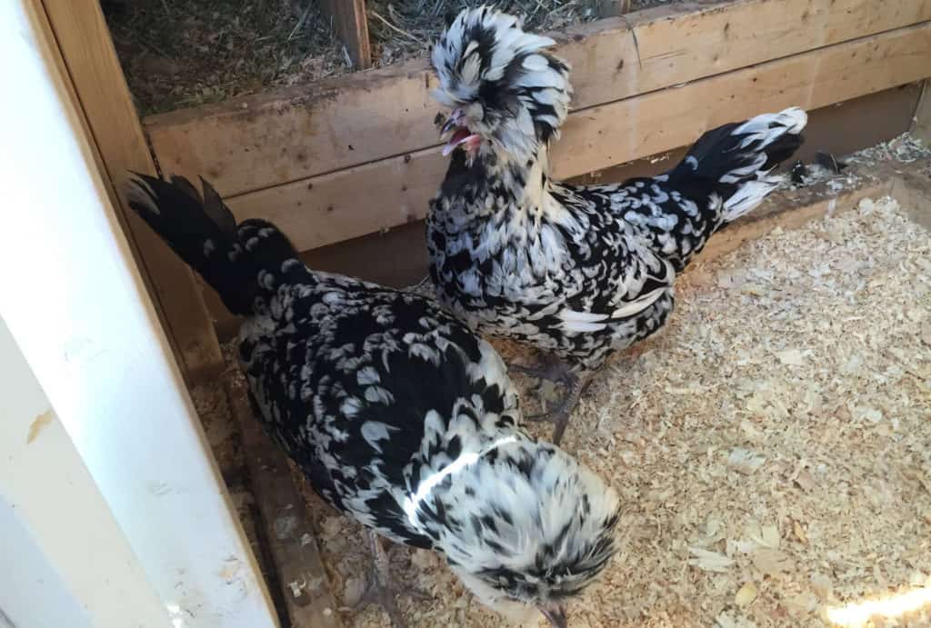 houdan chickens