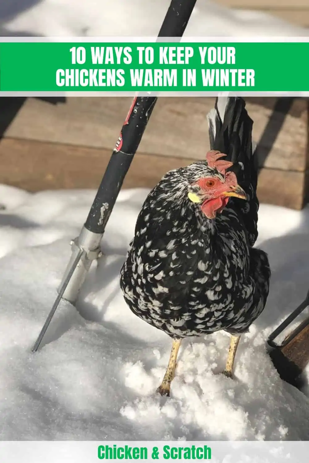 how-to-keep-chickens-warm-in-winter