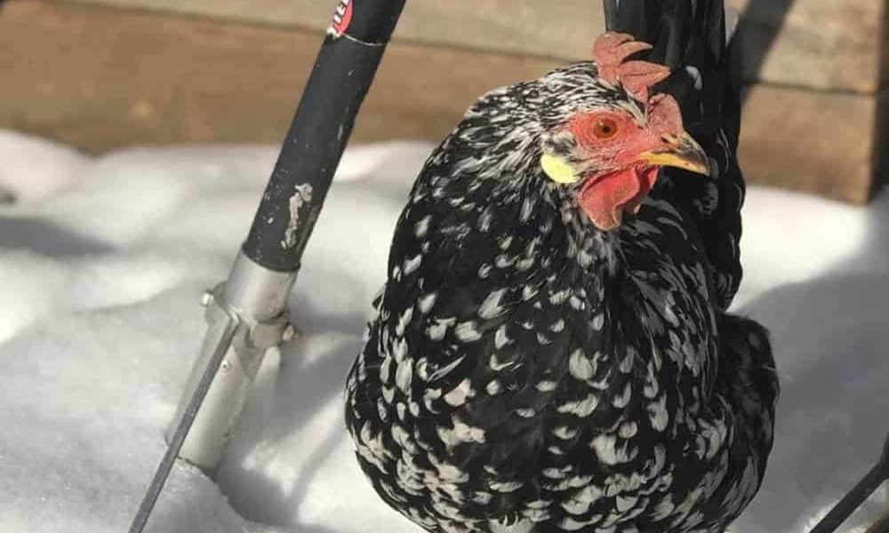 how to keep chickens warm in winter
