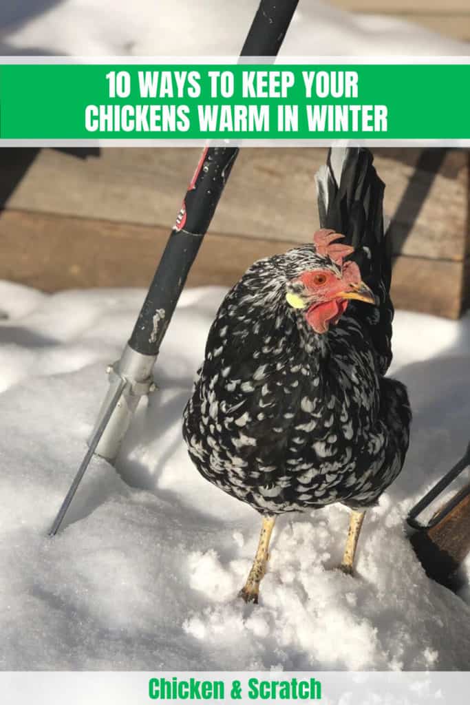 10 Ways to Keep Your Chickens Warm in Winter