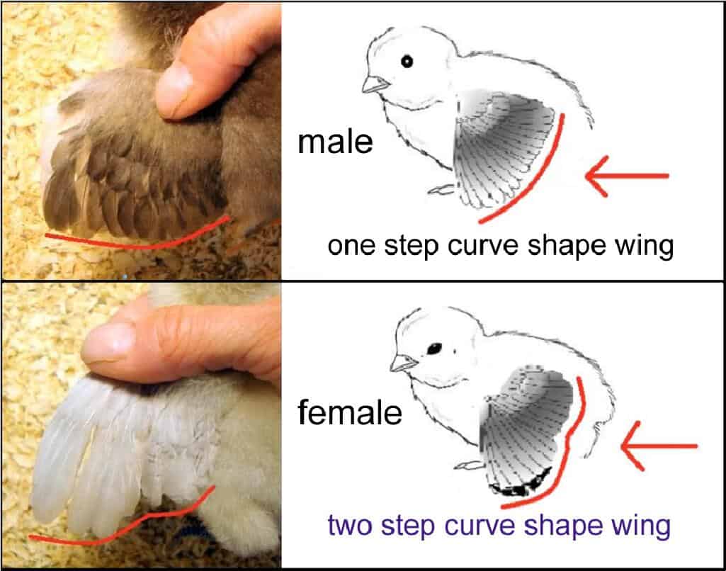 How To Sex Chickens 6 Ways To Determine Hen Or Rooster